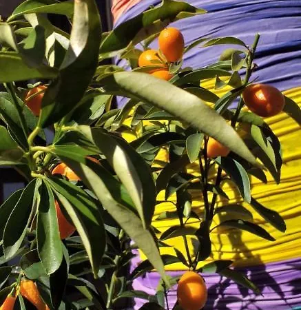 Kaktus Boutique Side