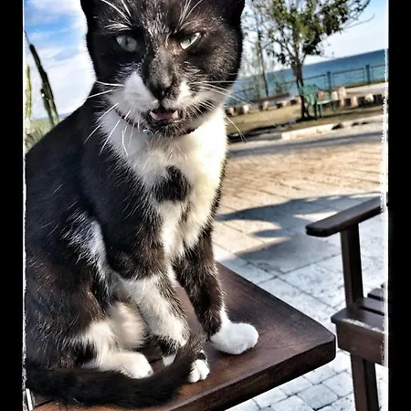 Kaktus Boutique Side